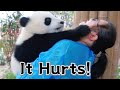 Panda Baby Hurts Nanny Mei?! | iPanda