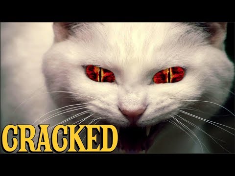 6 Scientific Findings That Prove Cats Are Evil - YouTube
