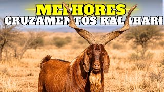 Do SERTÃO ao MERCADO: Os CRUZAMENTOS Mais Inteligentes com KALAHARI RED 
