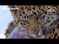 1 Hour Of Iconic Planet Earth Moments 20 Years Of Planet Earth BBC Earth