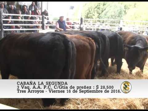 16-09-16 Venta de Vaquillonas A.A. P.C. - Cabaña La Segunda - Tres Arroyos