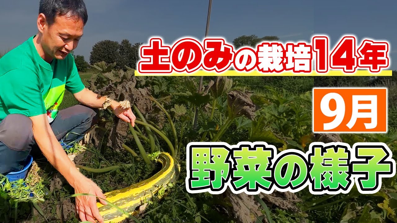 冷夏と長雨を越える土の力｜自然栽培14年目の畑に見る野菜の適応と自家採種