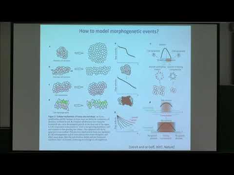 GFSW01 | Prof. Pasquale Ciarletta | Turing revisited: the chemo-mechanical bases of morphogenesis