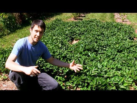 download lagu mp3 mp4 A Fruit Salad Consists Of Blueberries Raspberries Grapes And Cherries, download lagu A Fruit Salad Consists Of Blueberries Raspberries Grapes And Cherries gratis, unduh video klip A Fruit Salad Consists Of Blueberries Raspberries Grapes And Cherries