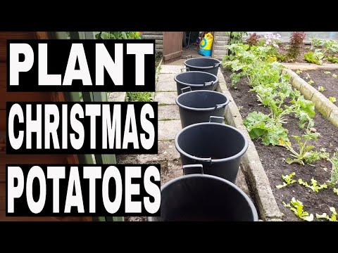 download lagu mp3 mp4 Planting Potatoes For Christmas, download lagu Planting Potatoes For Christmas gratis, unduh video klip Planting Potatoes For Christmas