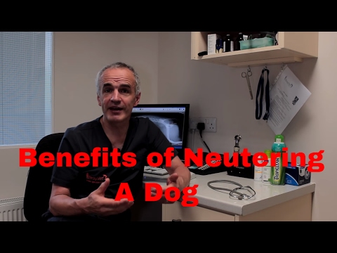 Neutering A Dog : Benefits Of Neutering Your Dog