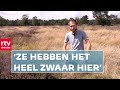 De Drentse heide- en veenvlinders staan er niet goed voor | Roeg | RTV Drenthe