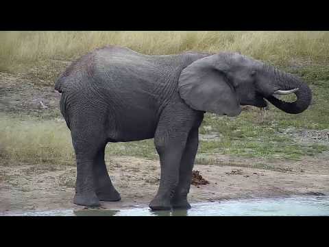 Djuma: Lone Elephant bull gets a drink - 14:07 - 04/08/19