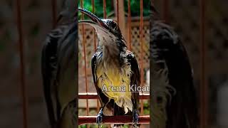 Download lagu MASTERAN PIJANTUNG PISANG GACOR DOR #shorts #shortvideo #shortsfeed mp3 Download lagu MASTERAN PIJANTUNG PISANG GACOR DOR #shorts #shortvideo #shortsfeed mp3