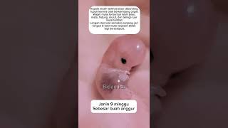 Download lagu Bentuk janin usia 9 minggu mp3