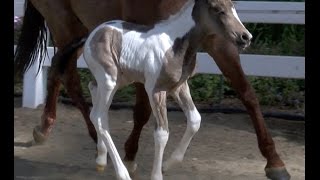 preview picture of video 'SHR Smart Little QT  -  Foal born April 9, 2015'