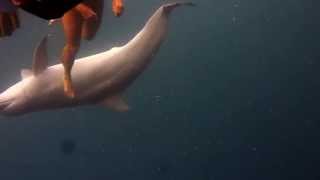 preview picture of video 'Rencontre avec des dauphins dans la Baie des Saintes (Guadeloupe) n°2'