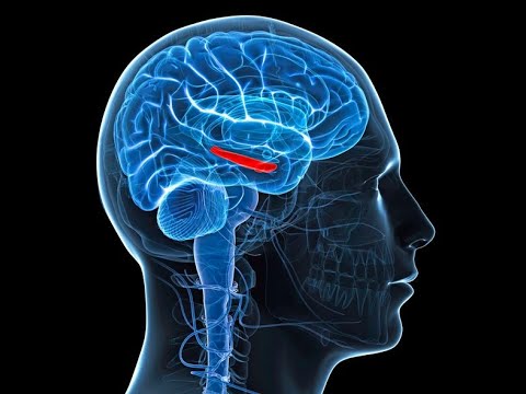 UKWELI WA KUVUTIA NA WA KUSHANGAZA KUHUSU UBONGO WA BINADAMU