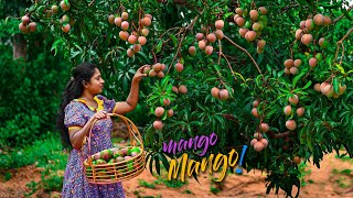 Tree full of violet mangoes, made me wants to make so many yummy Mango Treats! | Traditional Me