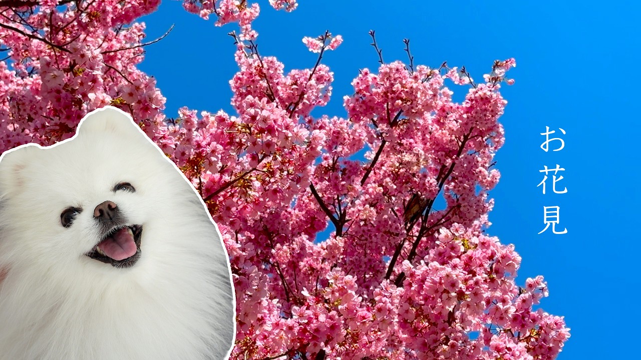 お花見で桜以外のものに興味を示してしまったポメラニアン