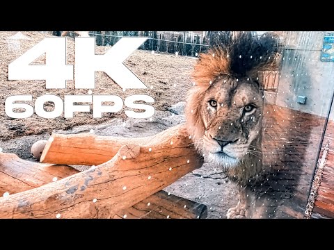 Lincoln Park Zoo, Chicago Illinois (12-29-21) [GoPro Hero 10, 4K, 60FPS]