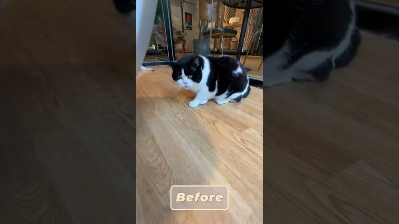 Watch video The black and white striped cat hiding behind the chair Now The black and white striped cat hiding behind the chair