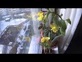 Narcissus timelapse