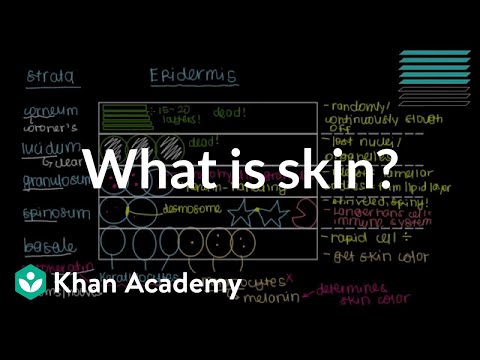 What is skin? (Epidermis) | Integumentary system...