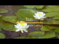 Crown Chakra Golden Lotus Of Isis Healing Meditation