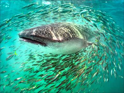 Blue Motion , Grimm - We Used To Be Good ( feat Remo )