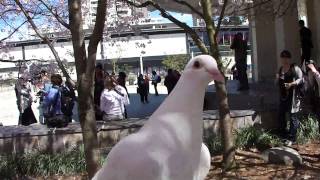 Angel underneath the Cherry Blossom Tree April 3. 2011.