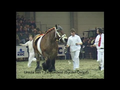 The national mare champions of the Belgian draft horse breed in the years 1997 to 2004