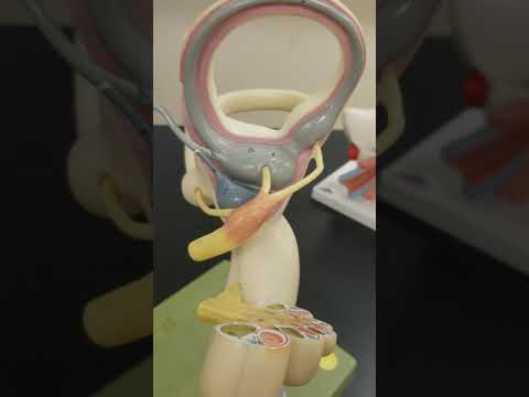 Inner Ear and Cochlear Slice