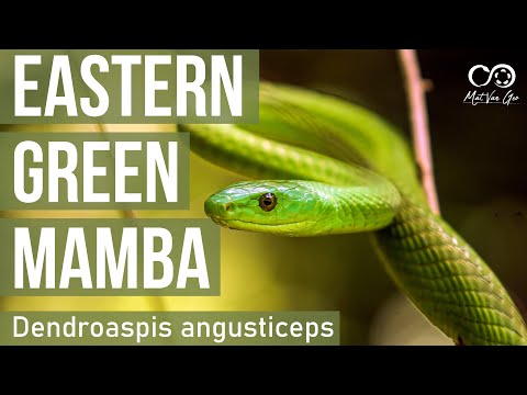 Eastern Green Mamba (Dendroaspis angusticeps) | Herping South Africa