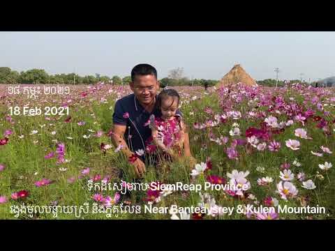 ជើងភ្នំគូលេន | Flowers around Kulen Mountain | Siem Reap province | Nimit