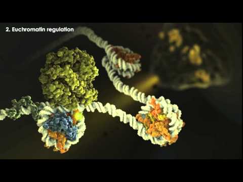 Epigenetics Overview