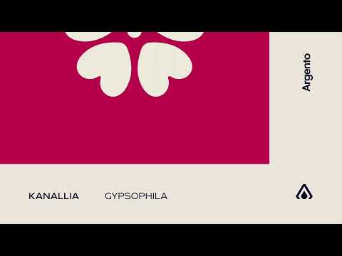 Kanallia - Gypsophila
