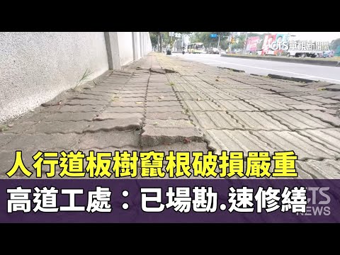 人行道板樹竄根破損嚴重　高道工處：已場勘.速修繕