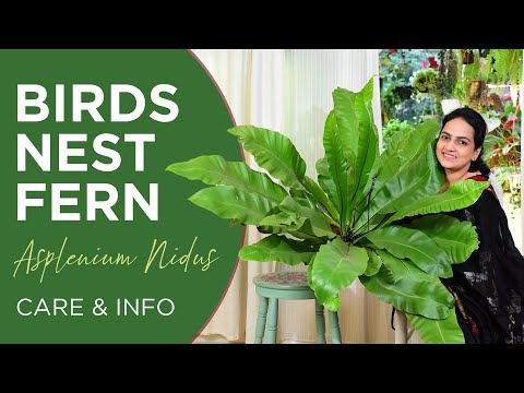 Birds Nest Fern  (Asplenium Nidus) | Care and Info | Watering | Light | Fertilizer |  Pests