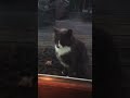 Tom The Cat Gray Tuxedo Cat