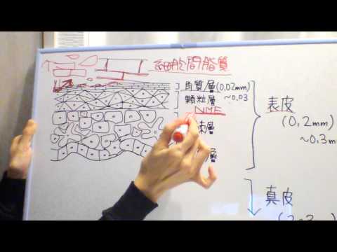 アクトゥスについて詳しく解説