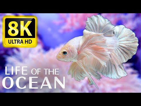 Life of the Ocean 8K ULTRA HD - 500 species of sea creatures with relaxing music and ocean sounds