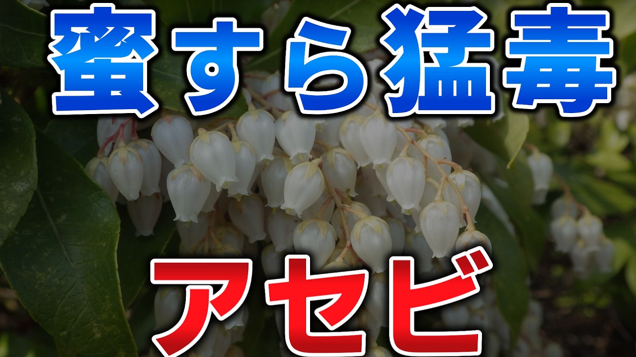 ゆっくり毒物vol.130　アセビ【ゆっくり解説】