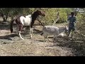 Horse Mating With Donkey Donkey Mating Donkey Animals