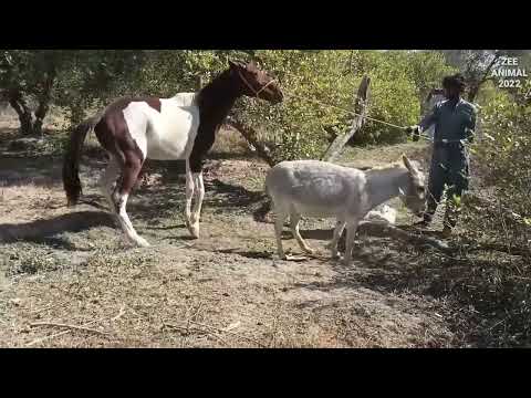 Horse Donkey Mate