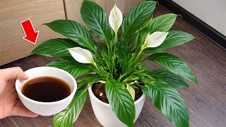 Just sprinkle on top! And the anthurium blooms all year round without stopping