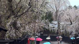 preview picture of video '武家屋敷と枝垂れ桜（秋田県仙北市角館）Samurai residence with Weeping cherry tree'