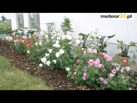 Gospodarstwo Agroturystyczne Borzysławiec - Borzysławiec meteor24.pl