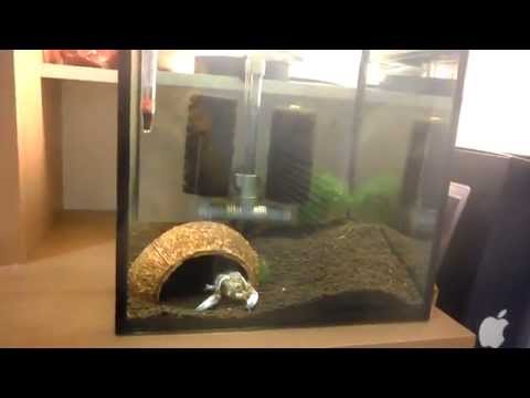 Dead Cherax Destructor (aka Yabby or Blue Claw)