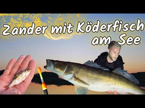 Zander mit Köderfisch am See | Zanderangeln mit Pose