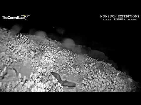 Cahow Fledging Highlight Day 2   HD 1080p