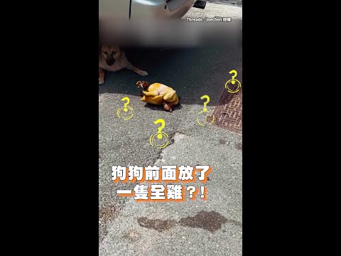 【這次不是拖鞋了】浪浪阿財竟直接叼一隻全雞回來！ #Shorts
