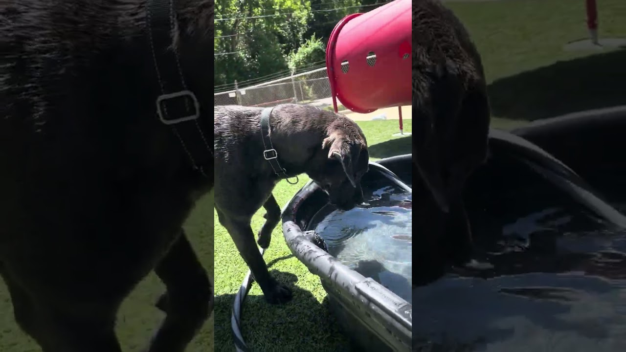Floyd (Reduced Adoption Fee), a Adoptable mixed breed in Belleville, IL video 6/6