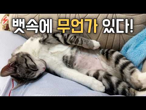 충격! 길고양이 출신 카미의 뱃속에서 발견된 것