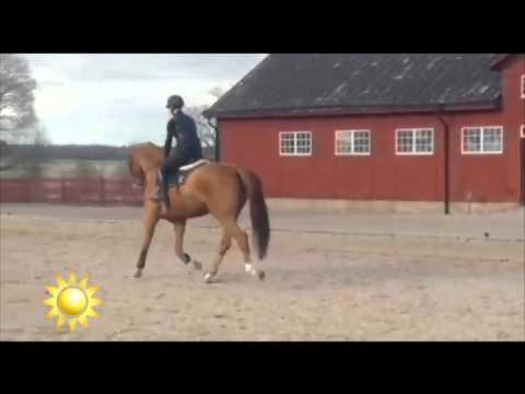 Hjälp oss att döpa hästen - Nyhetsmorgon (TV4)